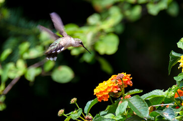 Ruby treated hummingbird on sunny afternoon