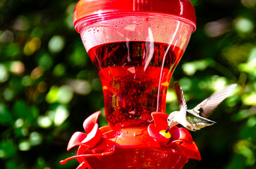 Ruby treated hummingbird on sunny afternoon