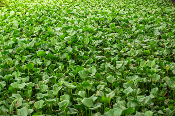Water hyacinth plants or Eichhornia crassipes grow abundantly on the surface of rivers