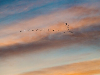 Gänse über die Ostsee © JJPF