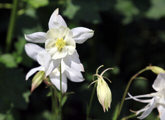 Obraz premium Macro image of a white Common Columbine bloom, Derbyshire England 