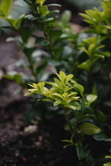 green leaves in the garden