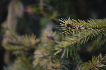close up of pine needles