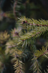 close up of pine needles