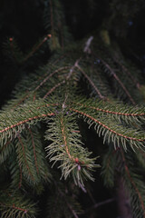 close up of a pine needles
