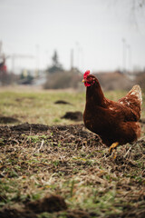 free range chickens