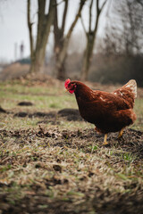 free range chicken