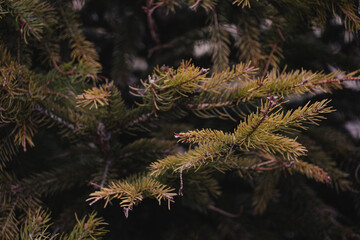 close up of pine needles