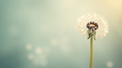 Fototapeta premium Serene Dandelion Seed Head Against Soft, Pastel Background, Symbol of Wishes and Transformation