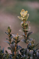 wild flowers in the garden