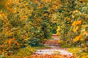 Herbstlicher Weg im Wald