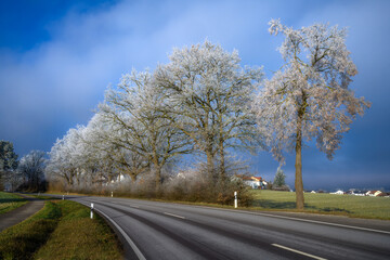 Country road along trees covered with white frost