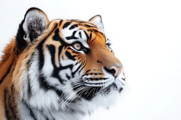 Naklejka premium A close-up profile of a tiger, showcasing its striking features, vibrant orange fur, and bold black stripes against a white background.