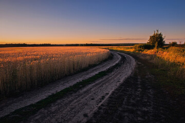 Golden wheat field embraces summer evening; warm sunset light evokes soft serenity through framing: Agriculture, environment, mindfulness