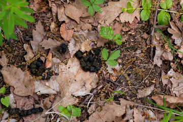 Animal droppings on forest floor with dry leaves
