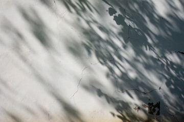 Shadows of leaves on a cracked wall
