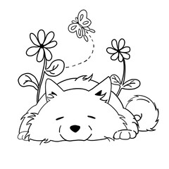 Samoyed 