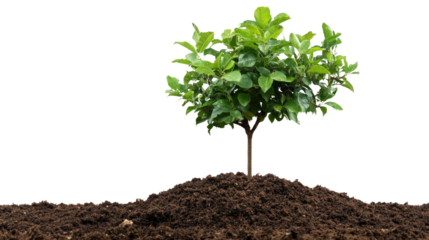 Hope and Growth: A single vibrant tree flourishes atop a mound of rich soil, symbolizing new beginnings and environmental consciousness. A testament to the enduring power of nature.