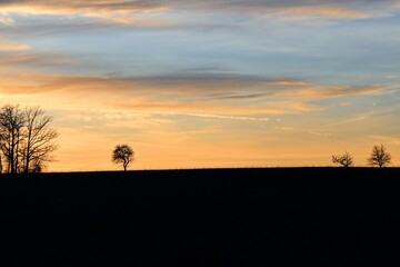 Baumsilhouetten im Abendrot