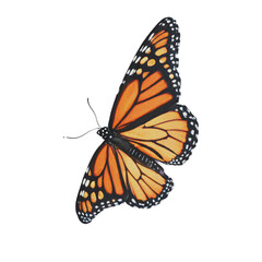 Fototapeta premium Vintage orange and black monarch butterfly with elegant wings in a classic artistic nature design.