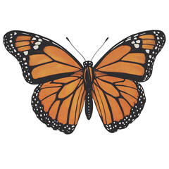 Fototapeta premium Vintage orange and black monarch butterfly with elegant wings in a classic artistic nature design.