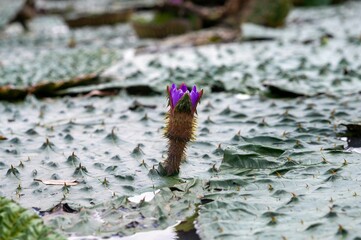 Makhana (Fox Nut) Farming Process – Traditional Cultivation, Harvesting, Drying & Roasting of Organic Lotus Seeds in Bihar, India | Sustainable Agriculture, Superfood Production & Rural Livelihood