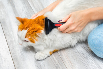 woman brushing fur from domestic cat, close-up.  cat hair on a comb. cat grooming at home. Hair...