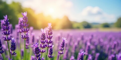 Fototapeta premium Serene Lavender Field Basking in Golden Sunlight, a Breathtaking Panorama of Purple Blossoms Under a Clear Sky