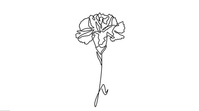 Animated carnation flower elegance continuous line drawing motion graphics. 