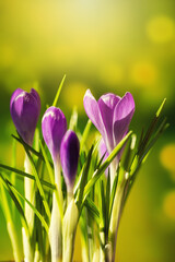 Krokusy, fioletowe wiosenne kwiaty w ogrodzie i w parku, tło wiosenne lub tapeta © anettastar