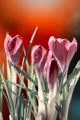 Krokusy, fioletowe wiosenne kwiaty w ogrodzie i w parku, tło wiosenne lub tapeta © anettastar