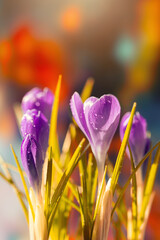 Krokusy, fioletowe wiosenne kwiaty w ogrodzie i w parku, tło wiosenne lub tapeta © anettastar