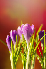 Krokusy, fioletowe wiosenne kwiaty w ogrodzie i w parku, tło wiosenne lub tapeta © anettastar