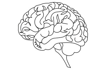 Human brain Continuous single line art of drawing icon and outline vector illustration design
