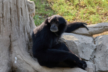 gibbon is sitting