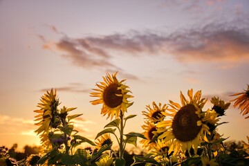 Sonnenblumen in der Abendd&auml;mmerung