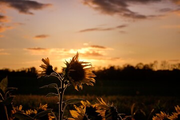 Sonnenblumen in der Abendd&auml;mmerung