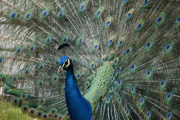 Obraz premium Peacock closeup in Portugal park.
