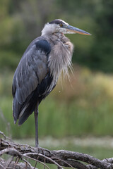 great blue heron