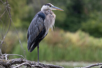 great blue heron