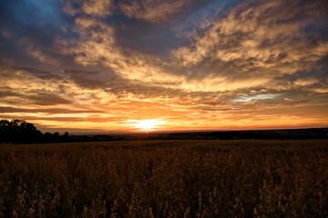 Ein Haferfeld bei Sonnenaufgang