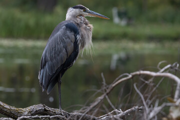 great blue heron