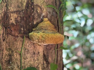 Bracket Fungus on Tree: Close-up Nature Photography