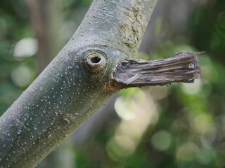 Duck-shaped tree branch