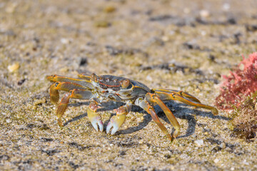 crab on the beach