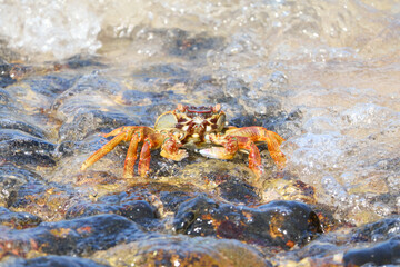 crab on the beach
