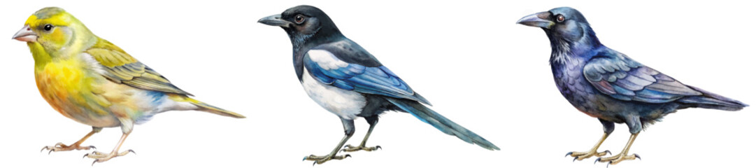 Colorful bird illustrations, detailed watercolor style, nature-themed artwork, perfect for educational use, wildlife enthusiasts.