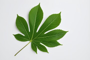 arafed leaf on a white surface with a green stem