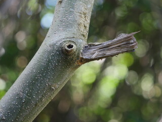 Duck shaped tree branch