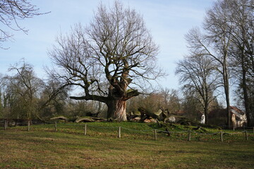 natural image of an 400 year old oak tree in Park Sacrow ( Brandenburg, Germany)